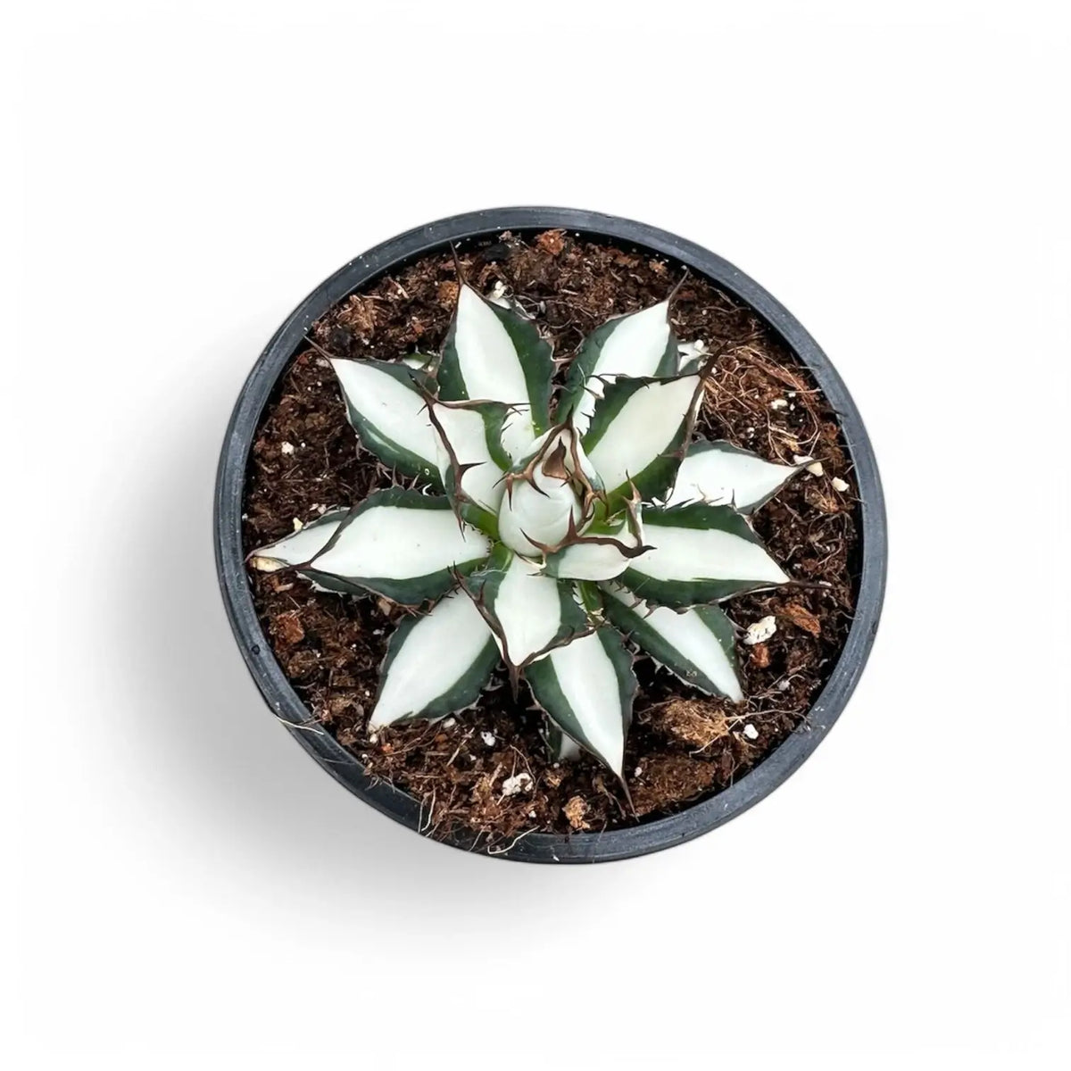 Agave 'Peace Revolution' Zimmerpflanze im Anzuchttopf vor weißem Hintergrund, Produktfoto 3.