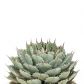 Agave potatorum f. compacta close-up of leaf on white background.