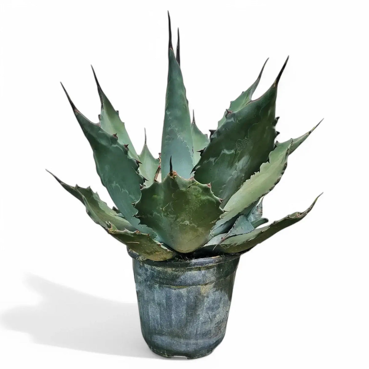 Agave salmiana var. ferox potted plant in nursery pot on white background.