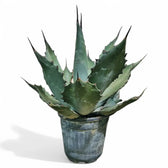 Agave salmiana var. ferox potted plant in nursery pot on white background.