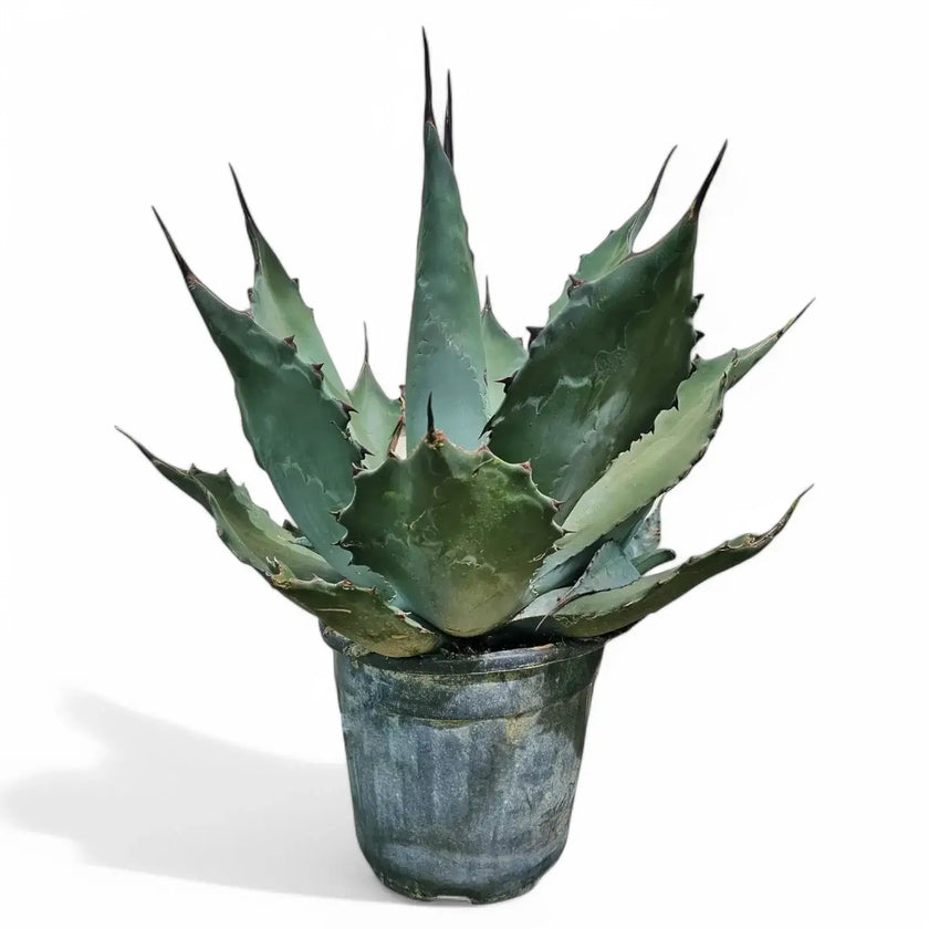 Agave salmiana var. ferox potted plant in nursery pot on white background.