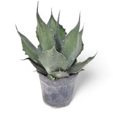 Agave salmiana var. ferox potted plant in nursery pot on white background.