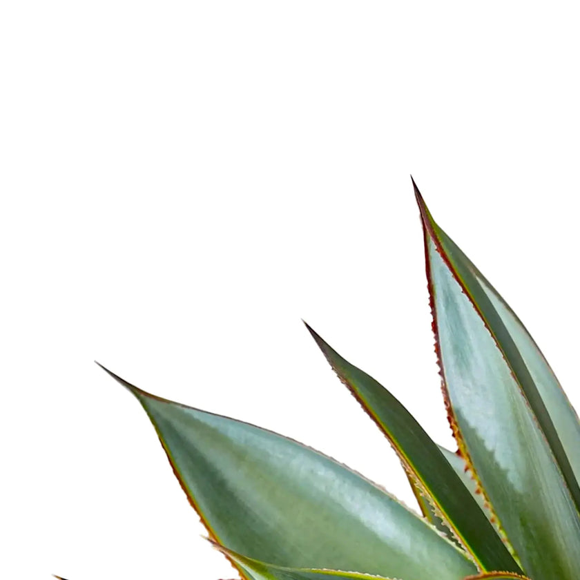 Agave 'Shaka Zulu' close-up of leaf on white background.