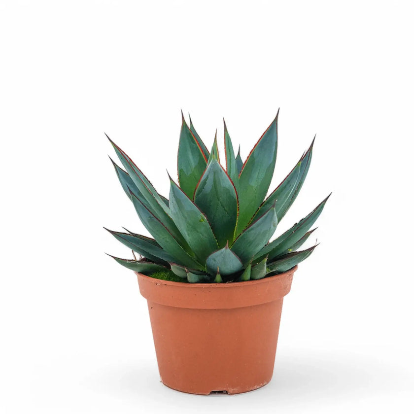 Agave 'Shaka Zulu' potted plant in nursery pot on white background.