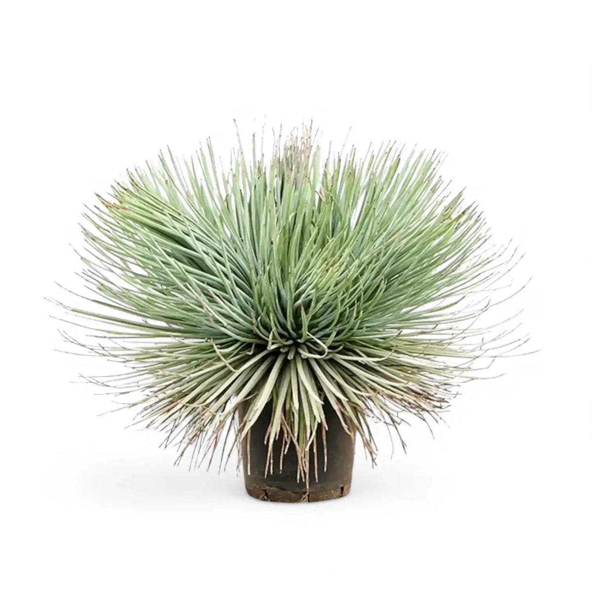 Agave stricta Zimmerpflanze im Anzuchttopf vor weißem Hintergrund, Produktfoto 2.