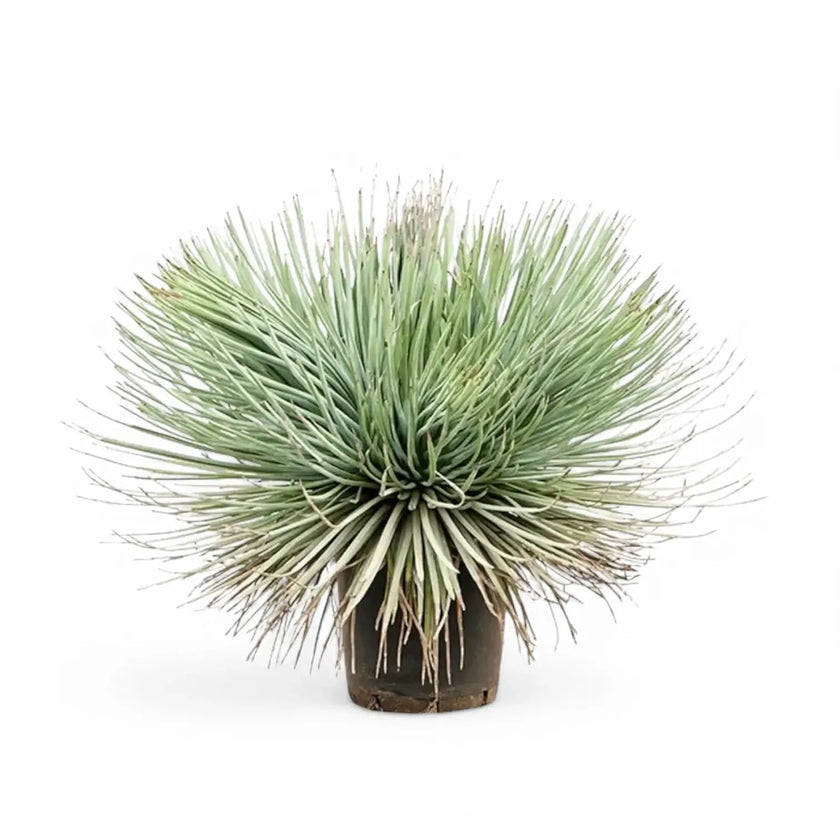Agave stricta Zimmerpflanze im Anzuchttopf vor weißem Hintergrund, Produktfoto 2.