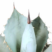 Agave titanota 'Blue Ice' leaf detail on white background.