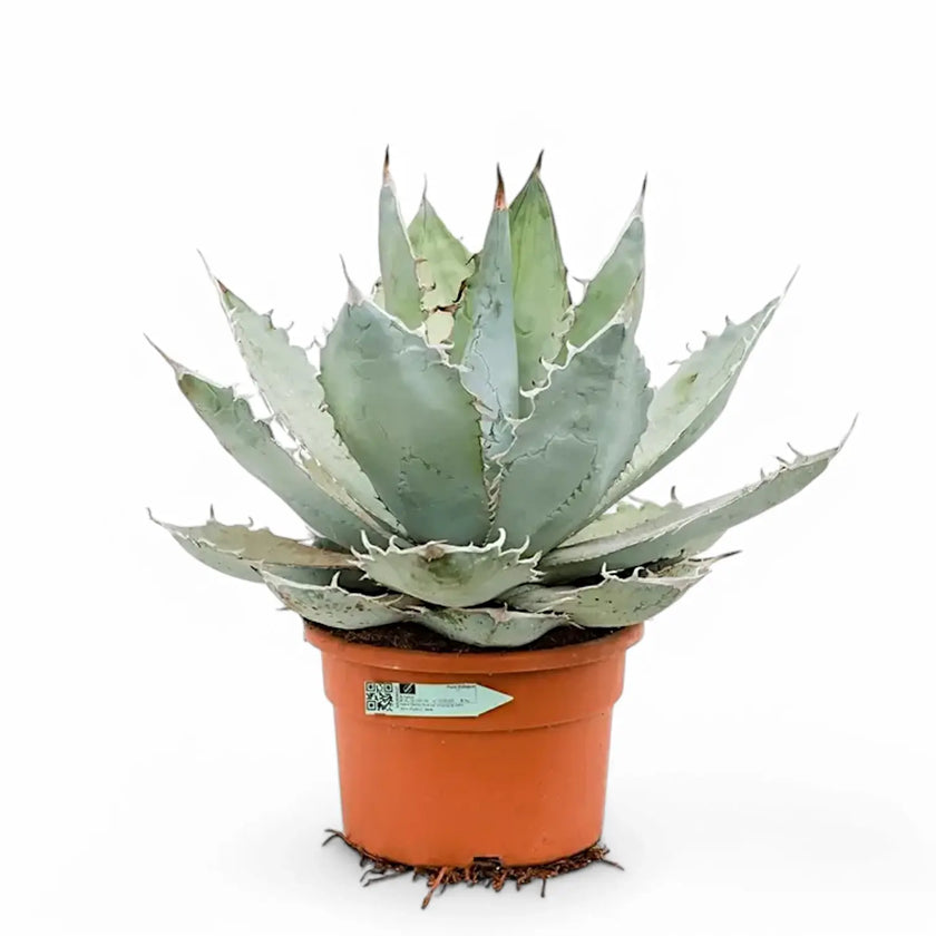 Agave titanota 'Blue Ice' potted plant in nursery pot on white background.