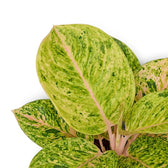 Close-up of Aglaonema 'Apple Fantasy' leaves with cream speckling and soft pink midribs