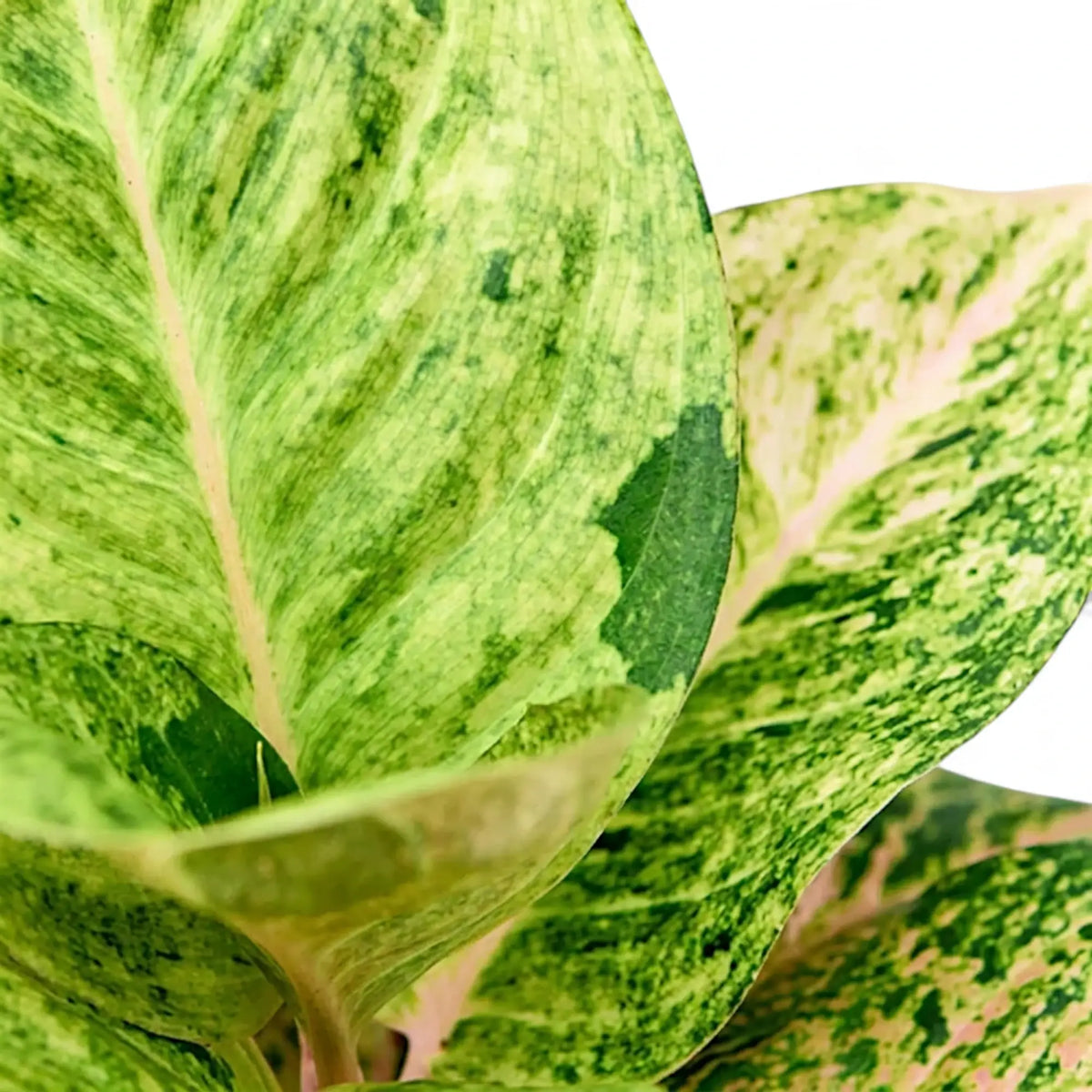 Leaf detail of Aglaonema 'Apple Fantasy' with cream markings and raspberry-pink veins