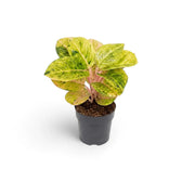 Aglaonema 'Apple Fantasy' with cream-speckled green leaves and soft pink midribs