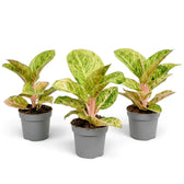 Aglaonema 'Apple Fantasy' in a nursery pot with green-and-cream leaves and pink midribs