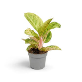 Aglaonema 'Apple Fantasy' with soft green leaves patterned in cream and pink veining