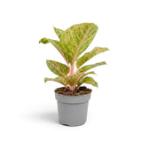 Full view of Aglaonema 'Apple Fantasy' with cream-speckled green leaves and soft pink midribs
