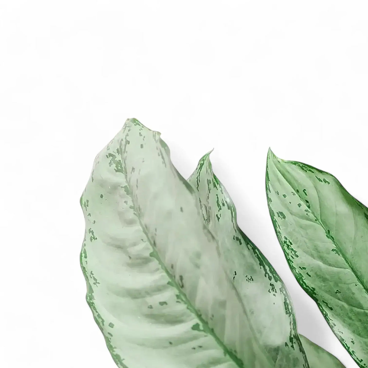 Aglaonema 'B.J. Freedman' – Blattdetail vor weißem Hintergrund..