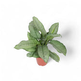 Aglaonema 'B.J. Freedman' Zimmerpflanze im Anzuchttopf vor weißem Hintergrund, Produktfoto 2.