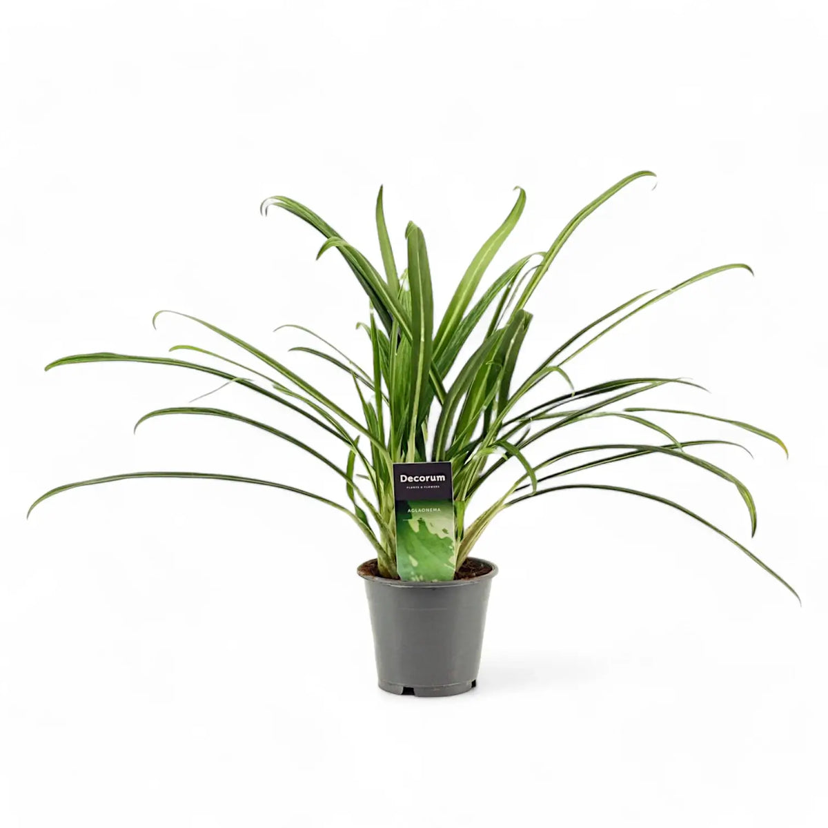Aglaonema 'Bit Kisses' – Topfpflanze im Kulturtopf vor weißem Hintergrund, Produktfoto 3.