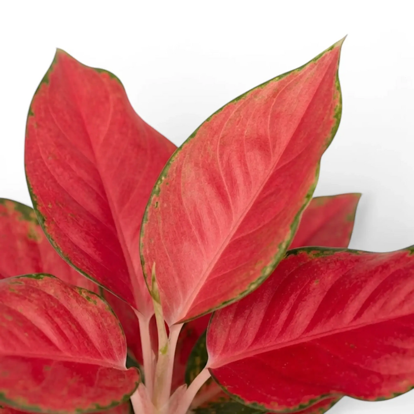 Blätter von Aglaonema ‘Chili Red’ mit korallroter Mitte, rosa Adern und grünen Rändern.
