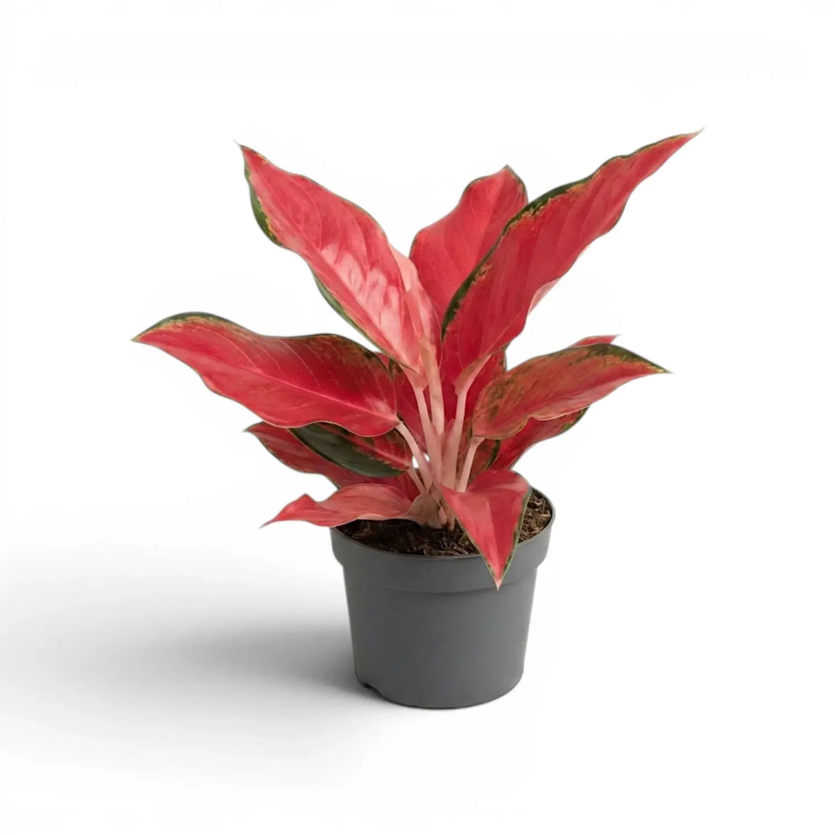 Aglaonema ‘Chili Red’ with upright red foliage in a grey nursery pot.