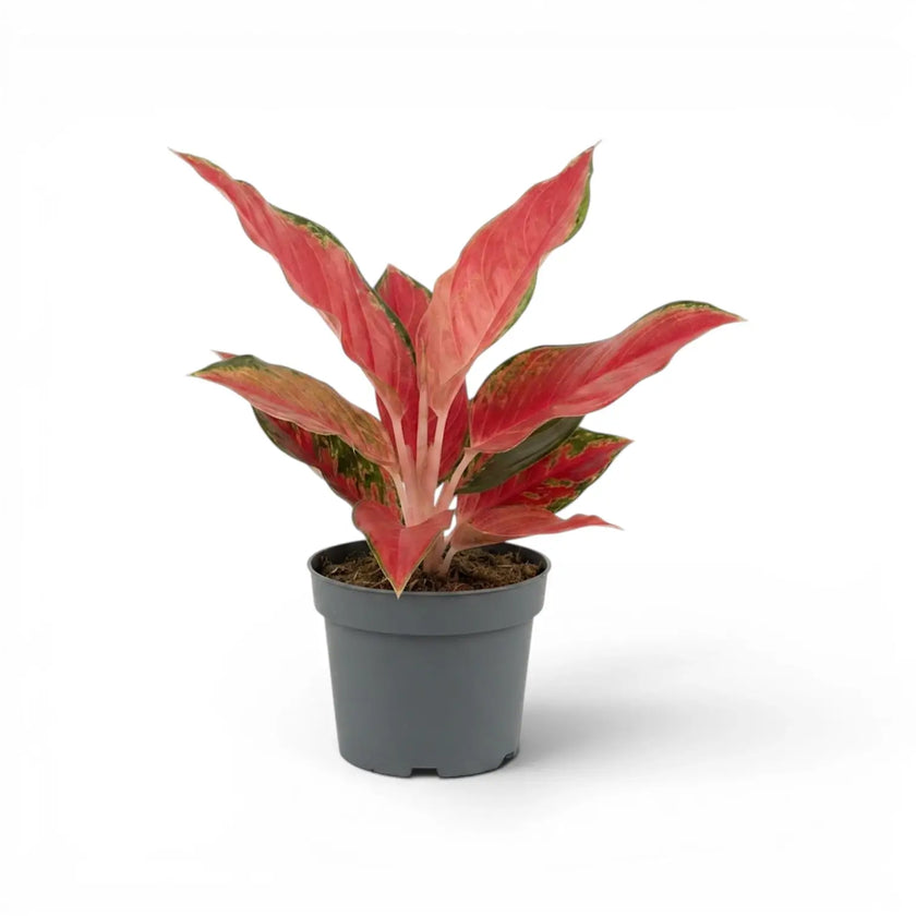 Aglaonema ‘Chili Red’ mit kompaktem Schopf aus korallroten Blättern in einem grauen Kulturtopf.