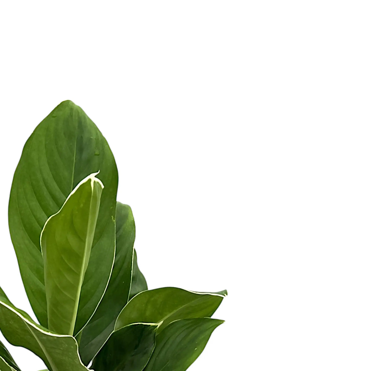 Nahaufnahme eines Blatts von Aglaonema 'Cintho King' vor weißem Hintergrund.