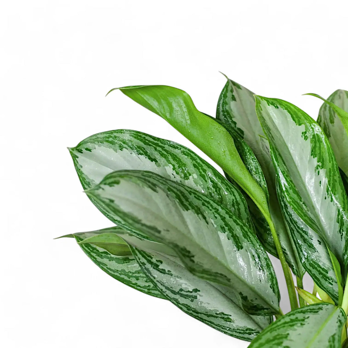 Aglaonema 'Cleopatra' – Blattdetail vor weißem Hintergrund..