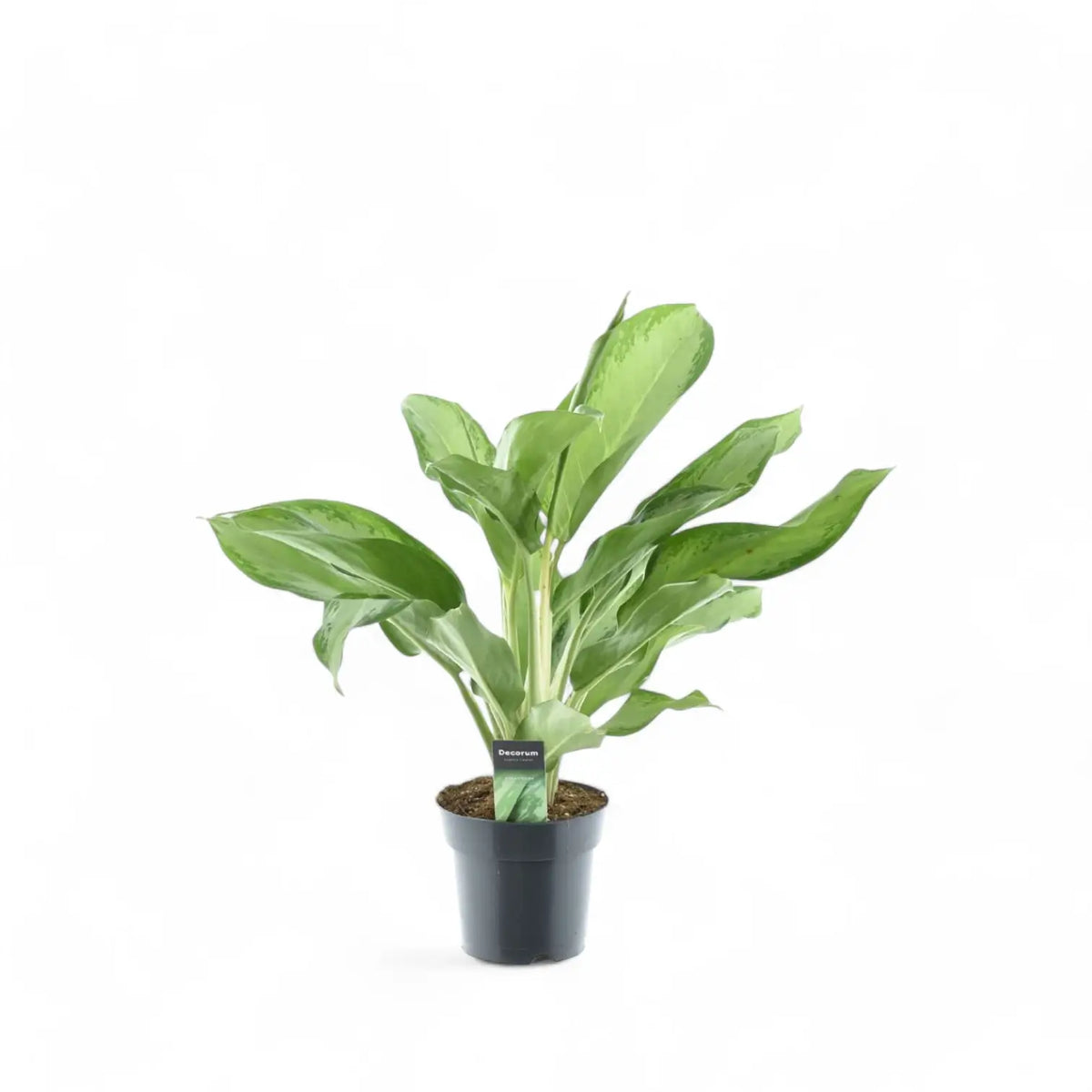 Aglaonema 'Cleopatra' Zimmerpflanze im Anzuchttopf vor weißem Hintergrund, Produktfoto 2.