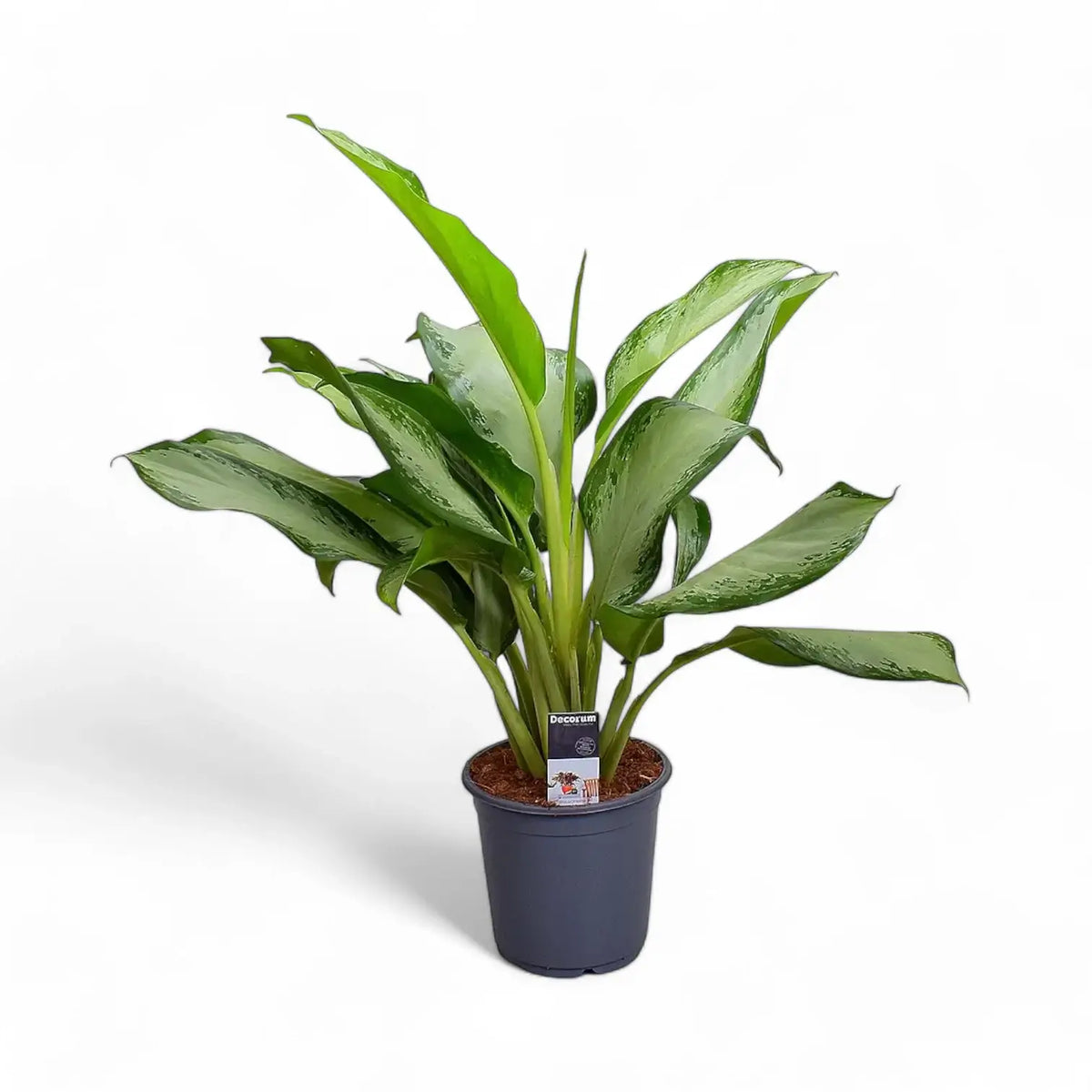 Aglaonema 'Cleopatra' Zimmerpflanze im Anzuchttopf vor weißem Hintergrund, Produktfoto 3.