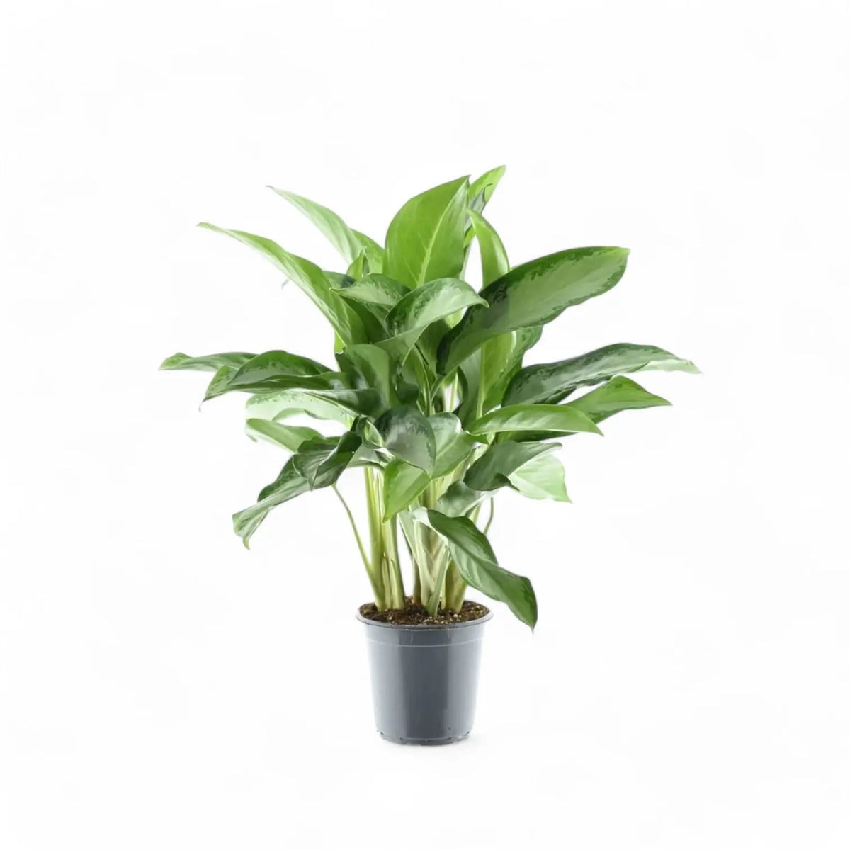 Aglaonema 'Cleopatra' Zimmerpflanze im Anzuchttopf vor weißem Hintergrund, Produktfoto 4.