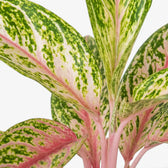 Aglaonema ‘Cocomelon’