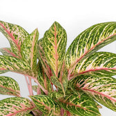 Aglaonema ‘Cocomelon’