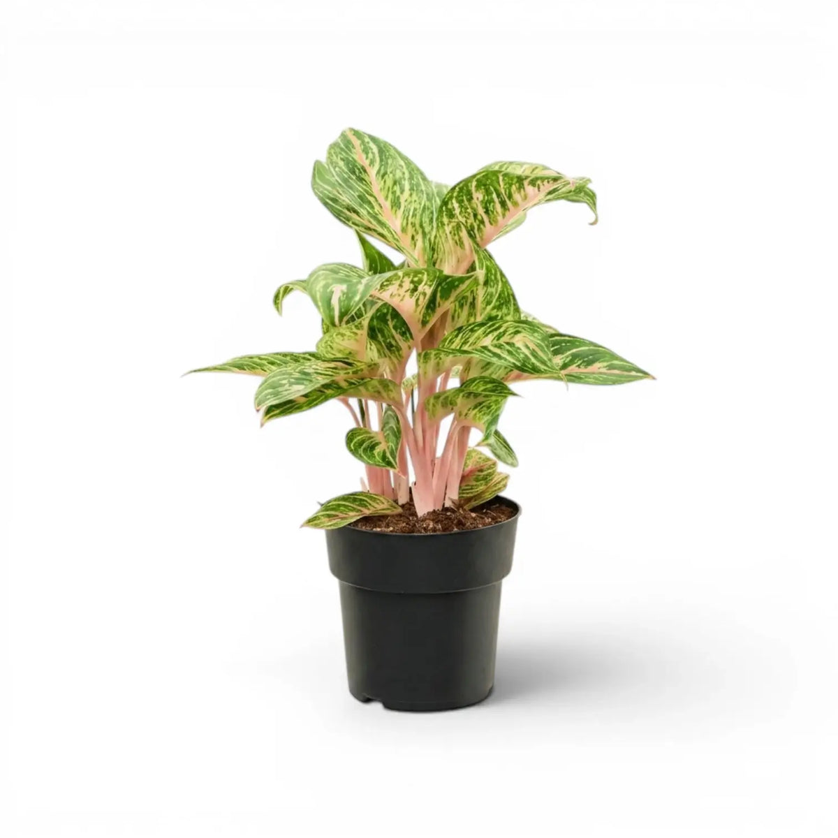 Aglaonema ‘Cocomelon’
