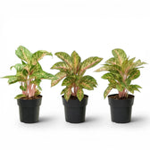 Aglaonema ‘Cocomelon’
