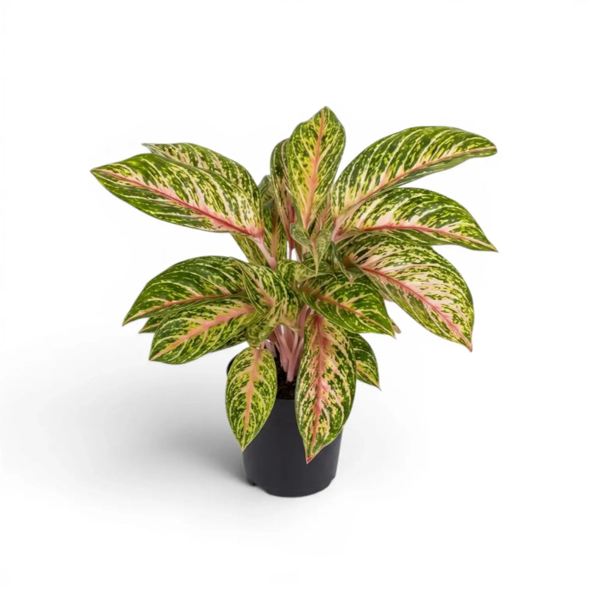Aglaonema ‘Cocomelon’