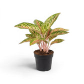 Aglaonema ‘Cocomelon’