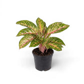 Aglaonema ‘Cocomelon’
