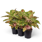 Aglaonema ‘Cocomelon’