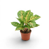 Aglaonema ‘Cocomelon’