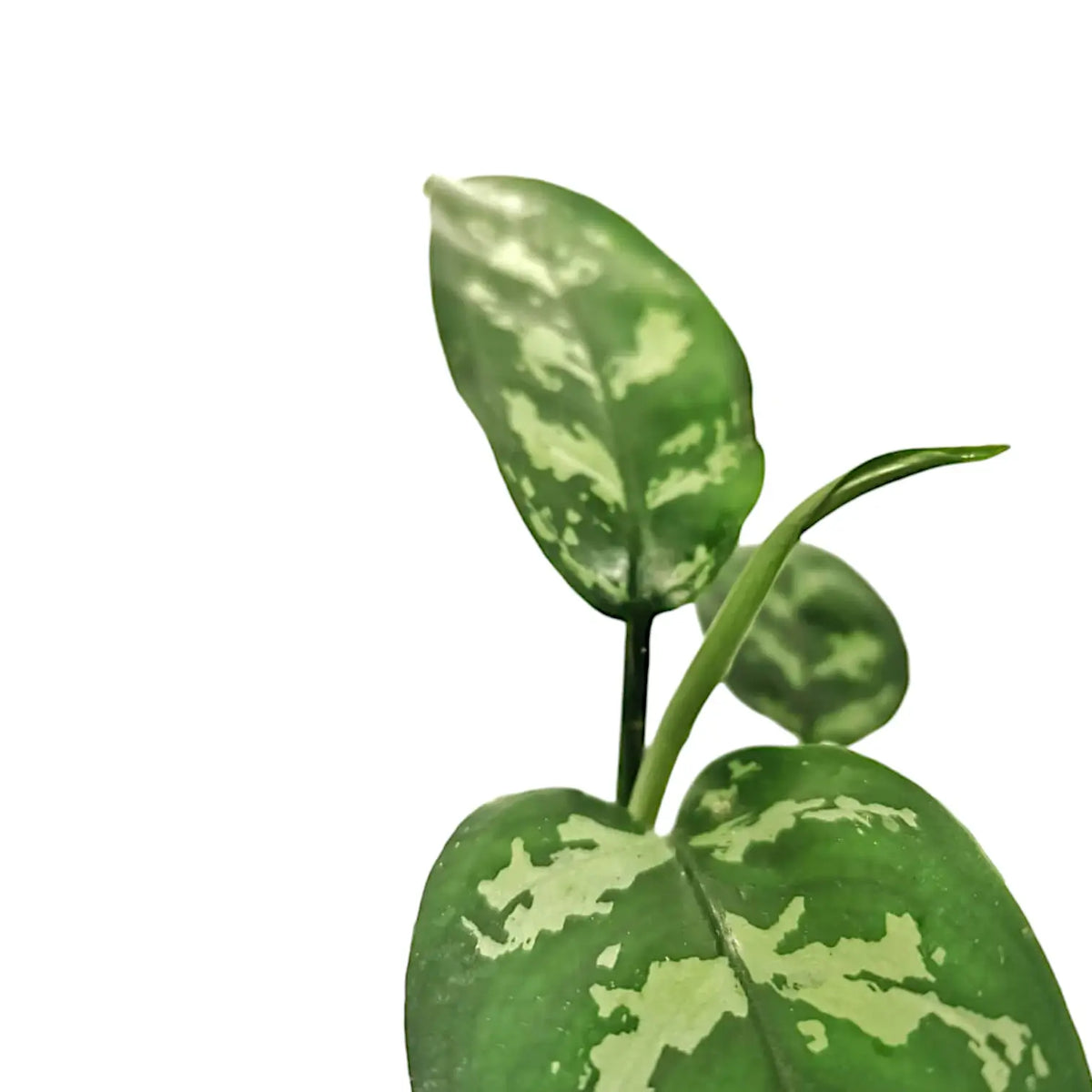 Aglaonema commutatum – Blattdetail vor weißem Hintergrund..