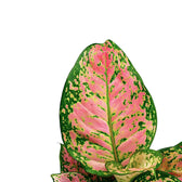 Aglaonema 'Crimson Love' leaf close-up on white background.