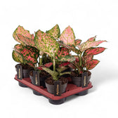 Aglaonema 'Crimson Love' potted plant in nursery pot on white background.