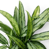 Aglaonema Cutlass foliage close-up with narrow green leaves.