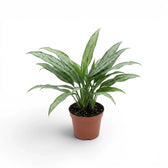 Aglaonema Cutlass plant with narrow green leaves in a nursery pot.