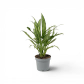 Aglaonema Cutlass plant with narrow green leaves in a nursery pot.