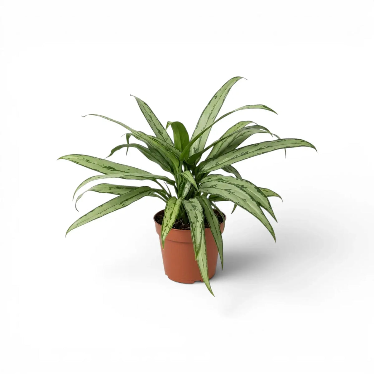 Aglaonema Cutlass plant with narrow green leaves in a nursery pot.