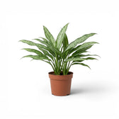 Aglaonema Cutlass plant with narrow green leaves in a nursery pot.
