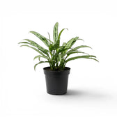 Aglaonema Cutlass plant with narrow green leaves in a nursery pot.