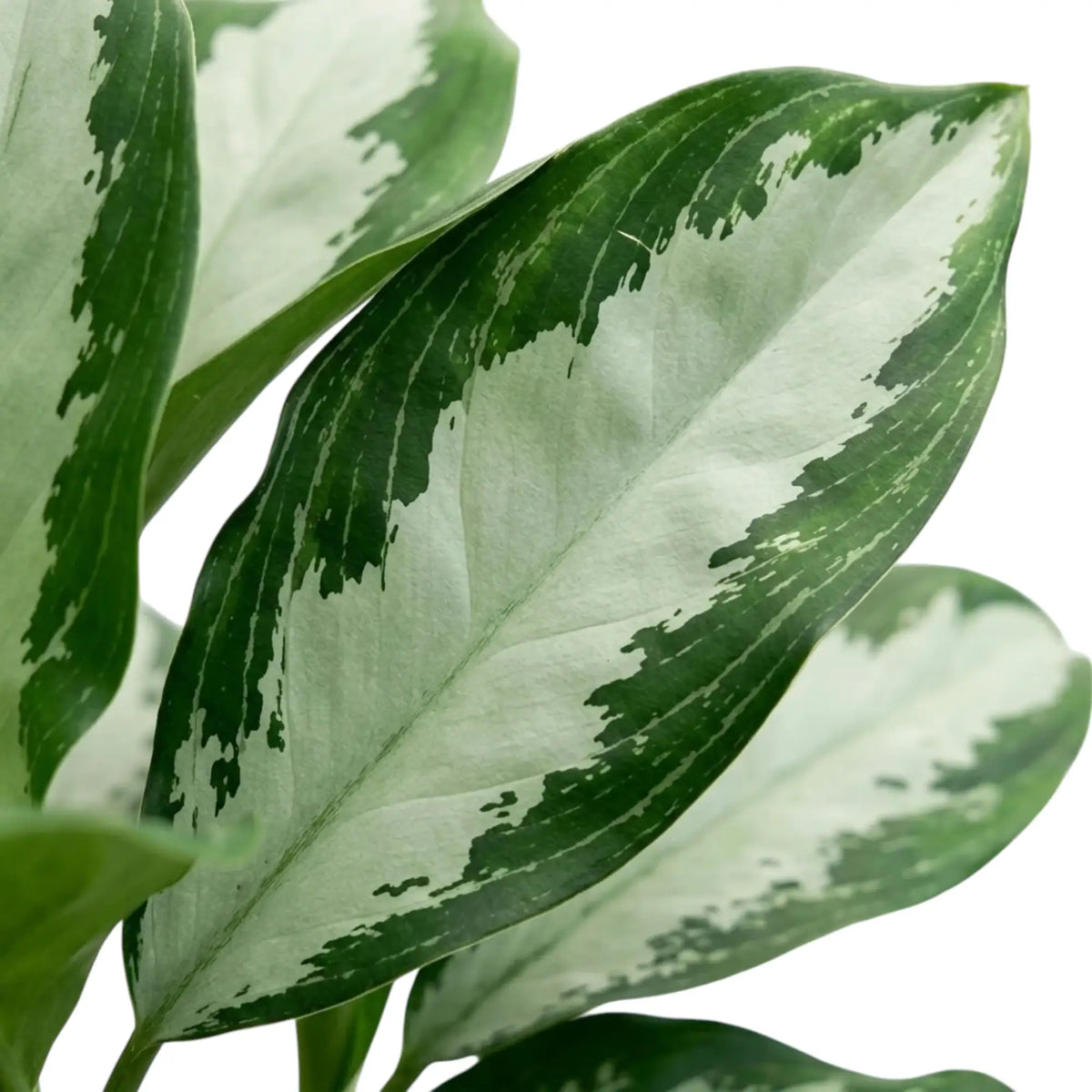 Elongated Aglaonema 'Diamond Bay' leaf with a pale silver centre and deep green margins