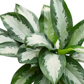 Aglaonema 'Diamond Bay' foliage viewed from above, showing silver-centred leaves in a dense cluster