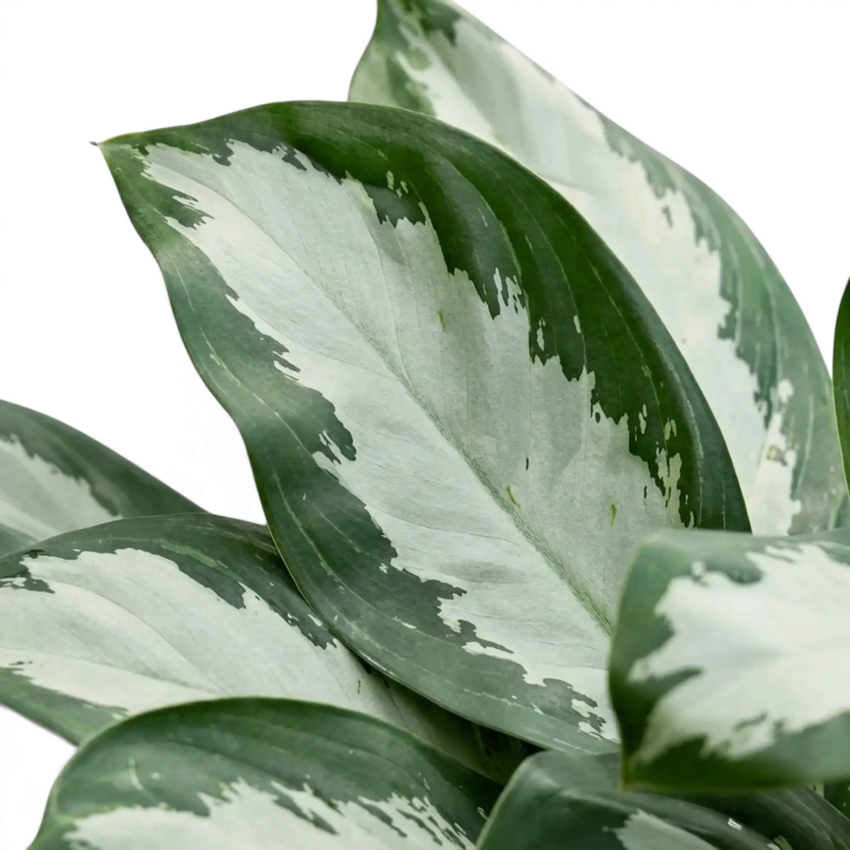 Overlapping Aglaonema 'Diamond Bay' leaves with pale silver centres and dark green borders